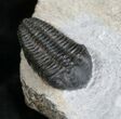 Unusual Pliomera Trilobite From Norway #5897-5